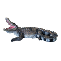 Crocodile,