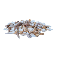 Shells in net,