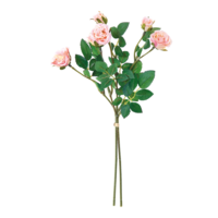 Bunch of roses,
