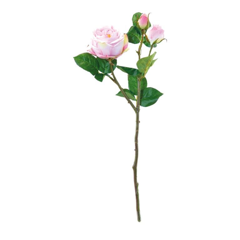 Rose,
