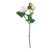 Rose,