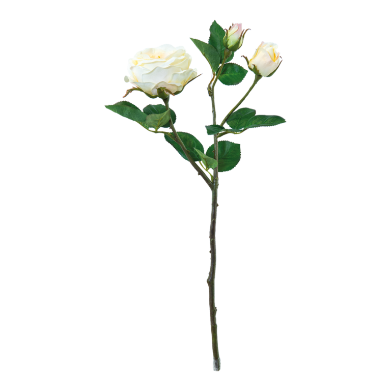 Rose,