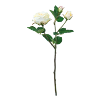 Rose,