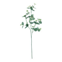 Eucalyptus spray,