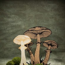 HW23_Herbst_Pilze_Konturen-1.jpg
