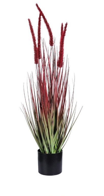 Fuchsschwanzgras im Topf,67cmH