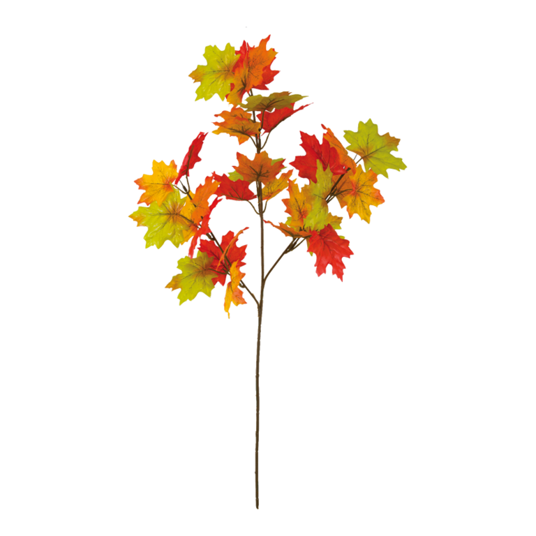 Maple leaf twig,