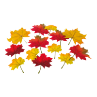 Maple leaves,