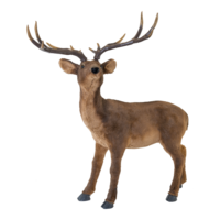 Deer,