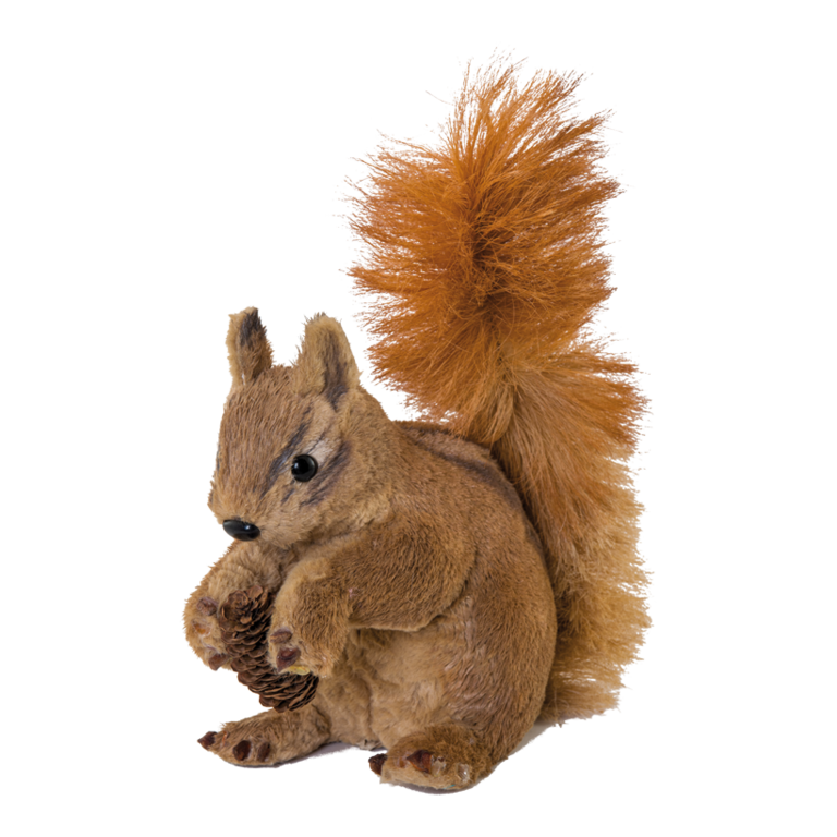 Squirrel,