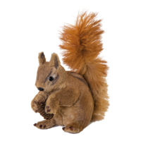 Squirrel,