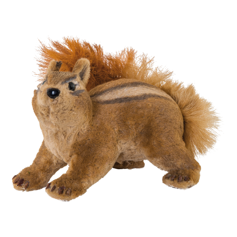 Squirrel,