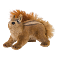 Squirrel,