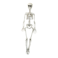 Skeleton,