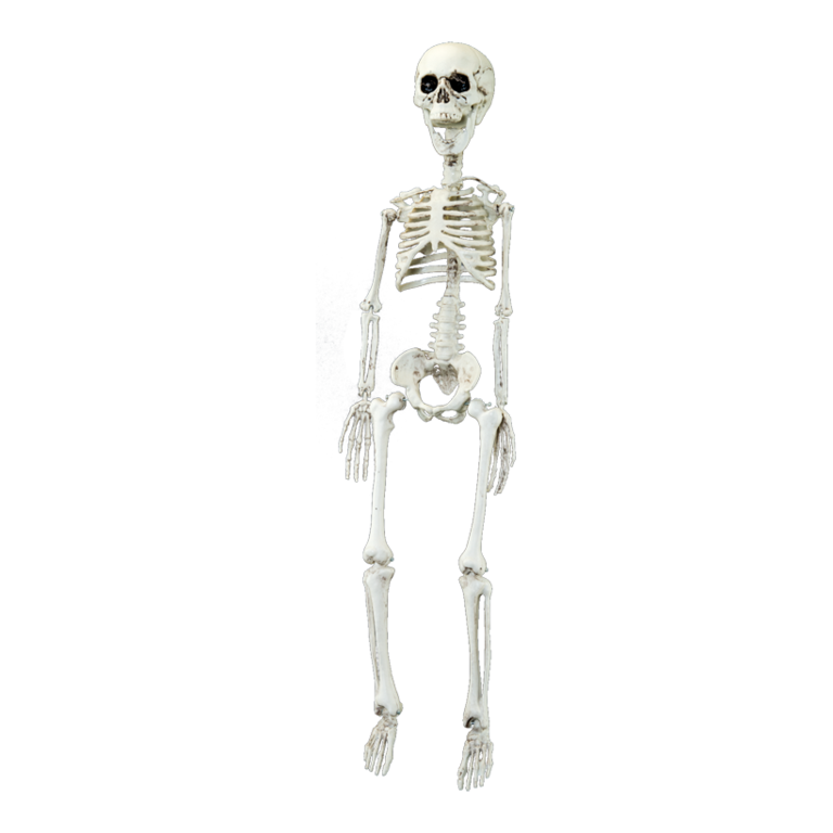 Skeleton,