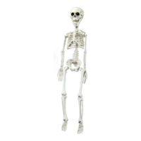 Skeleton,
