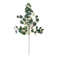 Eucalyptus twig,