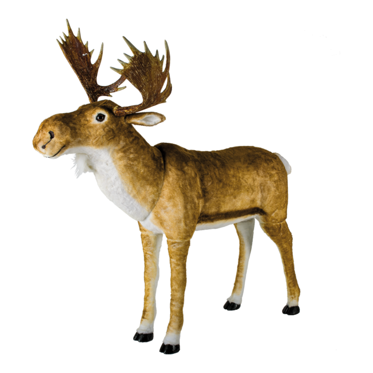 Moose,