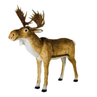 Moose,