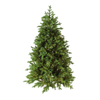 Noble fir,
