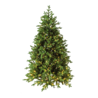 Noble fir,