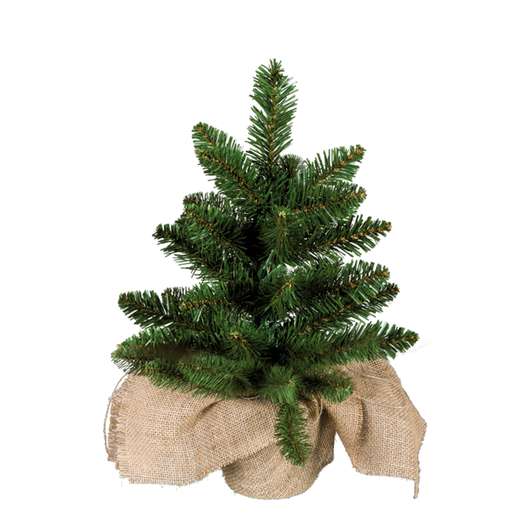 Noble fir,