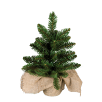 Noble fir,