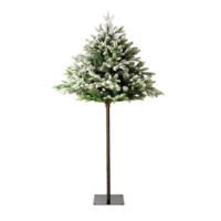 Pine tree,