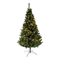 Noble fir,