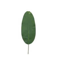 Banana leaf,