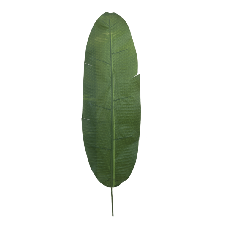 Banana leaf,