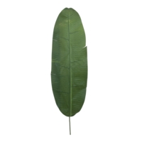 Banana leaf,