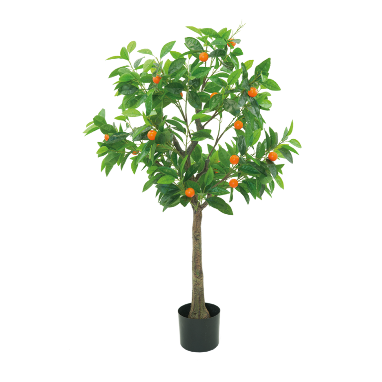 Orange tree,