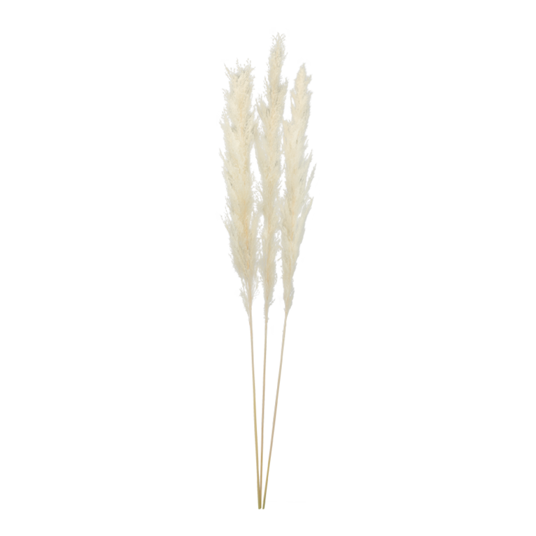 Bunch of pampas grass,