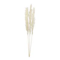 Bunch of pampas grass,