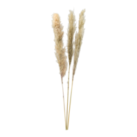 Bunch of pampas grass,