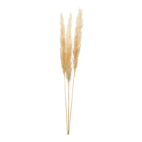 Bunch of pampas grass,