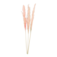 Bunch of pampas grass,
