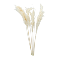Bunch of pampas grass,