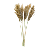 Bunch of pampas grass,