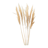 Bunch of pampas grass,