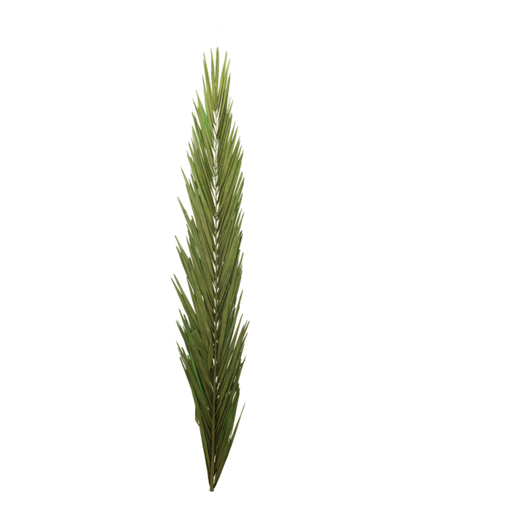 Palm leave,