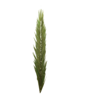 Palm leave,