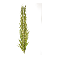 palm leave,