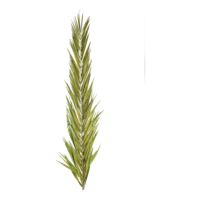 palm leave,