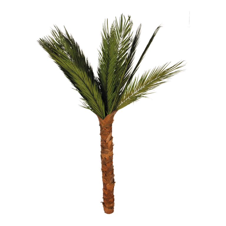 areca palm tree,
