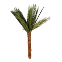 areca palm tree,