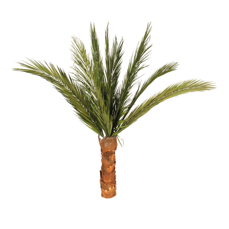 Phoenix palm tree,