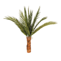 Phoenix palm tree,