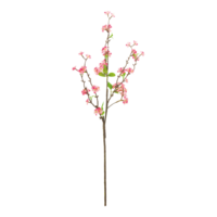 Blossom twig,